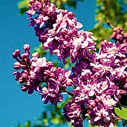 Leylak Fidanı Mor Renkli  Syringa Vulgaris