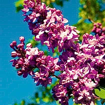 Leylak Fidanı Mor Renkli  Syringa Vulgaris