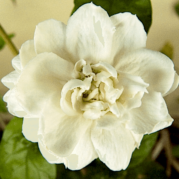 Ful Yasemin Çiçeği Katmerli Jasminum