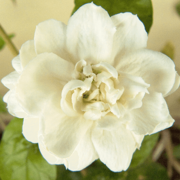 Ful Yasemin Çiçeği Katmerli Jasminum