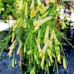 Beyaz Mercan Çiçeği Russelia Equisetiformis 35 cm