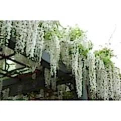Beyaz Salkım Sarmaşığı Wisteria
