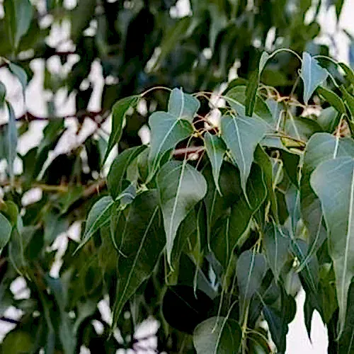 Japon Kavağı Kavak Ağacı 100 cm