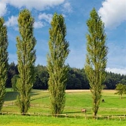 Kara Kavak Ağacı Fidanı Servi Kavak