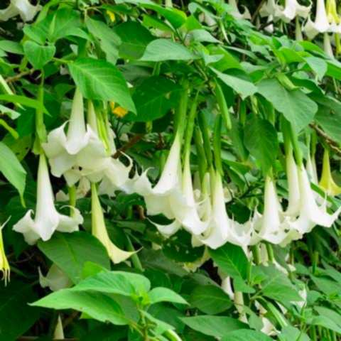 Beyaz Melek Borazanı Çiçeği Datura