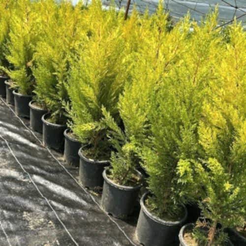 Limon Servi Limon Çamı
