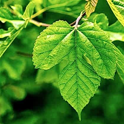 Süs Dutu Ağacı Fidanı Yaprak Dutu 70 cm