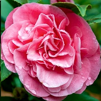 Pembe Kamelya Çiçeği