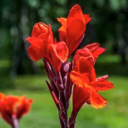 Mezarlık Çiçeği Tesbih Çiçeği Kana Bitkisi Kırmızı