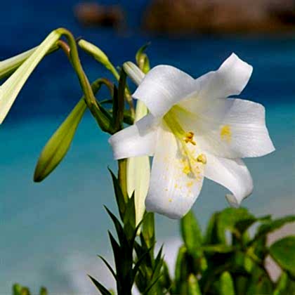 Ak Zambak Çiçeği Lilyum lilium Kokulu