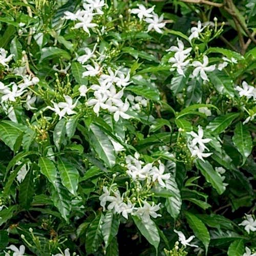 Ev Yasemini  Stephanotis Floribunda Yasemin 60 cm